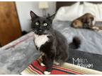 Adopt Rocky Balboa a Black & White or Tuxedo Domestic Shorthair (short coat) cat