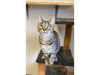 Adopt Gravy a Domestic Shorthair / Mixed (short coat) cat in Portland