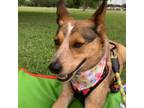 Adopt Roberta a Australian Cattle Dog / Mixed dog in Edinburg, TX (35244414)