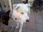 Adopt Max the Labra husky a White - with Black Husky / Labrador Retriever /