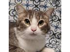 Adopt Minnie a Gray or Blue Domestic Shorthair / Mixed cat in Zanesville