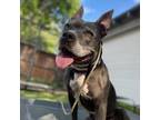 Adopt Cookie a Gray/Silver/Salt & Pepper - with Black Pit Bull Terrier / Mixed