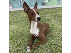 Adopt Becky a Brown/Chocolate Labrador Retriever / Mixed dog in Laredo