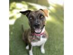 Adopt Gabby a Brindle American Pit Bull Terrier / German Shepherd Dog / Mixed