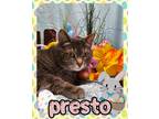 Adopt Presto a Gray or Blue Domestic Mediumhair / Domestic Shorthair / Mixed cat