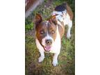 Adopt Walken!! a Brown/Chocolate - with White Pit Bull Terrier / Mixed dog in