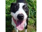 Adopt Olive!! a Black - with White Pit Bull Terrier / Mixed dog in Rocklin