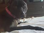 Adopt Mallory!! a Black Pit Bull Terrier / Mixed dog in Rocklin, CA (37810240)
