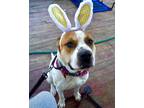 Adopt Liam! a White - with Tan, Yellow or Fawn American Staffordshire Terrier /