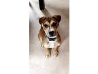 Adopt Dutton!! a Tan/Yellow/Fawn - with White Pit Bull Terrier / Beagle / Mixed