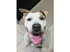 Adopt BamBam!! a White Pit Bull Terrier / Mixed dog in Rocklin, CA (37809421)
