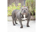 Adopt Fat Tony a Gray/Blue/Silver/Salt & Pepper American Pit Bull Terrier /