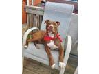 Adopt Randy a Red/Golden/Orange/Chestnut - with White Pit Bull Terrier / Mixed