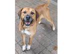 Adopt Patsy a Brown/Chocolate Black Mouth Cur / Boxer / Mixed dog in Mesquite