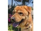 Adopt SCRAPPY a Brown/Chocolate Shepherd (Unknown Type) / Mixed Breed (Medium) /