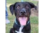 Adopt Scarlett JuM* a Black Terrier (Unknown Type, Small) / Labrador Retriever /