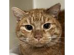Adopt Towne a Orange or Red Domestic Shorthair / Mixed cat in Zanesville