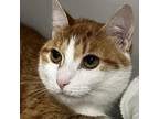 Adopt Teeny a Orange or Red Domestic Shorthair / Mixed cat in Zanesville