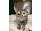 Adopt Stormy a Brown or Chocolate Domestic Shorthair / Domestic Shorthair /