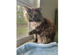 Adopt Catherine a Tortoiseshell Domestic Longhair (long coat) cat in Ashland