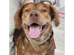 Adopt Alfie a Brindle Labrador Retriever / Mixed dog in Chatham, VA (37747516)