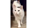 Adopt Simba a White (Mostly) Domestic Longhair (long coat) cat in Fayetteville