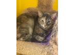 Adopt SUSIE a Calico or Dilute Calico Calico (short coat) cat in Owenboro