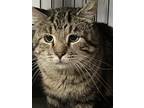 Adopt Ziggy a Brown Tabby Domestic Shorthair (short coat) cat in New Richmond