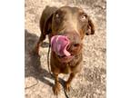 Adopt Mabel a Red/Golden/Orange/Chestnut Doberman Pinscher / Mixed dog in Belen