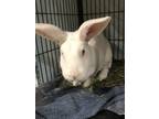 Adopt Snowflake a White American / Mixed rabbit in Williamsport, PA (37594487)