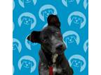 Adopt Hemingway a Black - with White Labrador Retriever / Patterdale Terrier