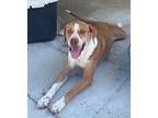 Adopt Tatum a Tan/Yellow/Fawn - with White Hound (Unknown Type) / American Pit