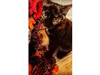 Adopt Nikki a Tortoiseshell Domestic Shorthair (short coat) cat in Export