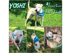 Adopt Yoshi a Brown/Chocolate - with White American Staffordshire Terrier /