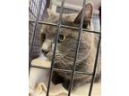 Adopt Zoey a Gray or Blue Domestic Shorthair cat in Camden, DE (34982916)