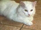 Adopt Eminem a White Domestic Longhair (long coat) cat in Osgood, IN (34986089)