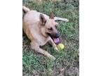 Adopt Sadie a Brown/Chocolate German Shepherd Dog / Mixed dog in Southington