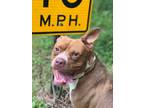 Adopt Parker a Red/Golden/Orange/Chestnut Pit Bull Terrier / Pit Bull Terrier /