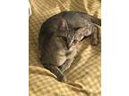 Adopt Sunshine a Gray or Blue Domestic Shorthair / Mixed (short coat) cat in