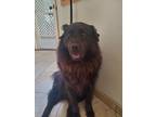 Adopt Chewie a Black Chow Chow / Mixed dog in Beverly Hills, FL (34999762)
