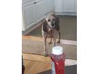 Adopt Sadie GIlroy a Brown/Chocolate - with Tan Redbone Coonhound / Mixed dog in