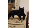 Adopt Machado Bonded with Midnight a All Black Domestic Shorthair (short coat)