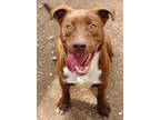 Adopt Archer DIRM 2/8/23 a Brown/Chocolate American Pit Bull Terrier / Mixed dog