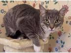 Adopt Royce a Gray, Blue or Silver Tabby Domestic Shorthair (short coat) cat in
