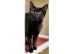 Adopt Cordelia a All Black Domestic Shorthair (short coat) cat in Newland