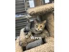 Adopt Wren a Gray or Blue Domestic Shorthair / Domestic Shorthair / Mixed cat in