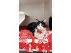 Adopt Wesson a All Black Domestic Shorthair / Domestic Shorthair / Mixed cat in