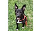Adopt Lady a Black American Pit Bull Terrier / Mixed dog in Spartanburg