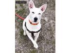 Adopt Bolt a Tricolor (Tan/Brown & Black & White) Australian Cattle Dog / Feist