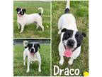 Adopt Draco a White Terrier (Unknown Type, Small) / Mixed dog in Crawfordsville